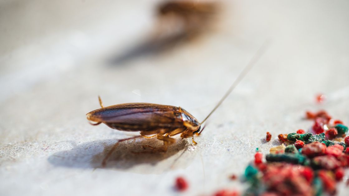 Lepová past na šváby